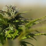 Greece to Set New Rules for Cannabis Market