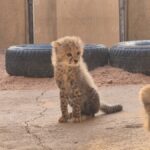Two cheetah cubs narrowly escape the illegal pet trade