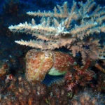 How squid survived Earth’s biggest extinction and took over the oceans