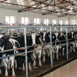 FMD Greece: 12 more farms infected; no pigs involved