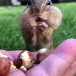 @chipmunksoftiktok Dinky the chipmunk can fit more into his mouth then you      …
