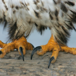 Rescued birds treated to a pedicure—or talon trim