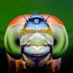 Dragonflies can see a color humans can’t and it could change medicine