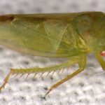 Scientists identify seven new leafhopper species in Africa