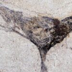Fossil discovery in China signals earlier appearance of complex animals