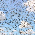 It’s raining bugs • The Register