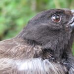 Myth and Legend in Darwin’s Famous Origins Story