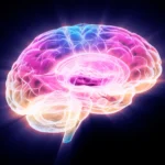 Scientists found a protein that drives brain aging — and how to stop it