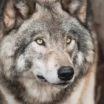 County Seeks Volunteer for Wolf Depredation Compensation and Finance Assistance Committee – The Source