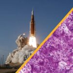 Science news this week: Artemis II lifts off, diabetes cured in mice, and smog in China shapes Arctic storms