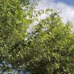 @muhammadliveuk     trending.  …