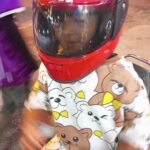 @azbah.fatima4       YANGO is the best …