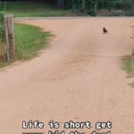 @adrianneelisehall Dachshund’s are a girls best friend             …