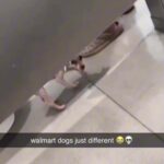 @recentviralvideos funny animals compilation!        …