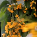 @audrey0290  youပိတောက်ပန်း…. …