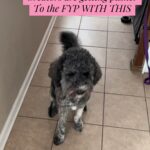 @nilsadj TikTok Trend Trending song. New 2026 April spring trending song.      …