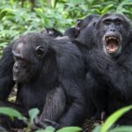 Chimpanzee ‘civil war’ in Uganda baffles scientists