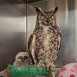Owl saved from electrical fence adopts abandoned owlet