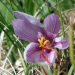 The Glory of Greece Starts in the Spring