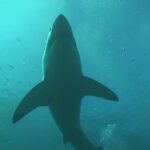 South Africa’s great white sharks mysteriously vanished. Scientists can’t agree who, or what, is the culprit.