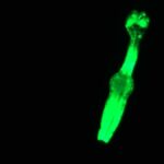 ‘Space worms’ are en route to the International Space Station