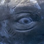 Scientists Found Human Speech-Like Patterns in Sperm Whale Clicks : ScienceAlert