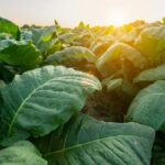 Scientists Create the Most Psychedelic Plant Ever