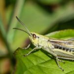 Scientists claim to have discovered a universal rule that “links” evolution and works in the same way in bacteria, plants, reptiles, fish, and insects