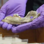 New studies of old dogs help scientists understand where they came from