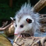 What to do if you find a baby opossum 