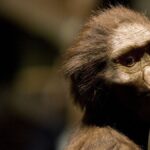 Why humans don’t have tails