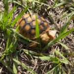 Marine Science Center hosts two-day Turtle Day event in Volusia County